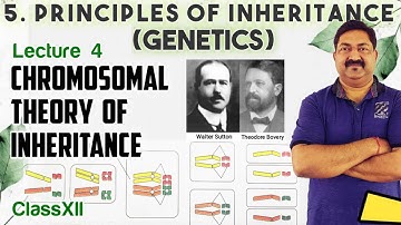 L.4 Chromosomal theory of inheritance | Ch.5 XII NCERT