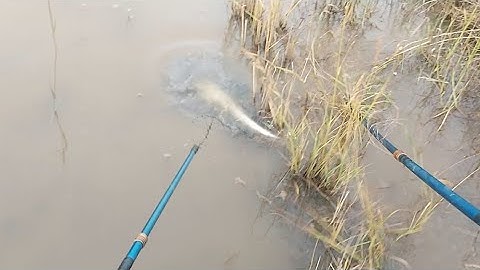 Kích Cá Miếng Ruộng Bỏ Hoang Trúng Ổ Cá Trê Trắng | kích cá miền tây 