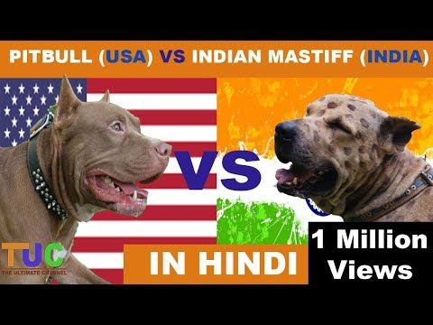 about pitbull dog in hindi