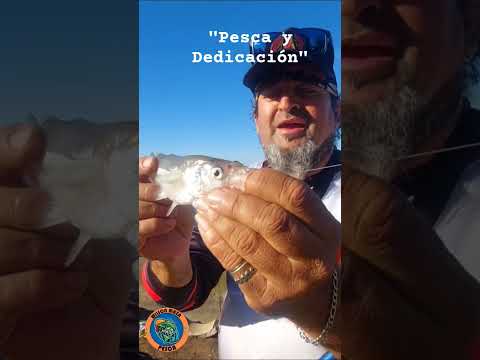 Pescando Pejerreyes 🎣