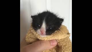 Cat Saying Meow Original Video