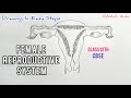 How to draw femalereproductive system in easy steps