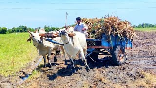 Bullock Cart Mud Ride | Bullock Cart Stuck