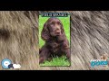 Field Spaniel 🐶🐾 Everything Dog Breeds 🐾🐶 の動画、YouTube動画。