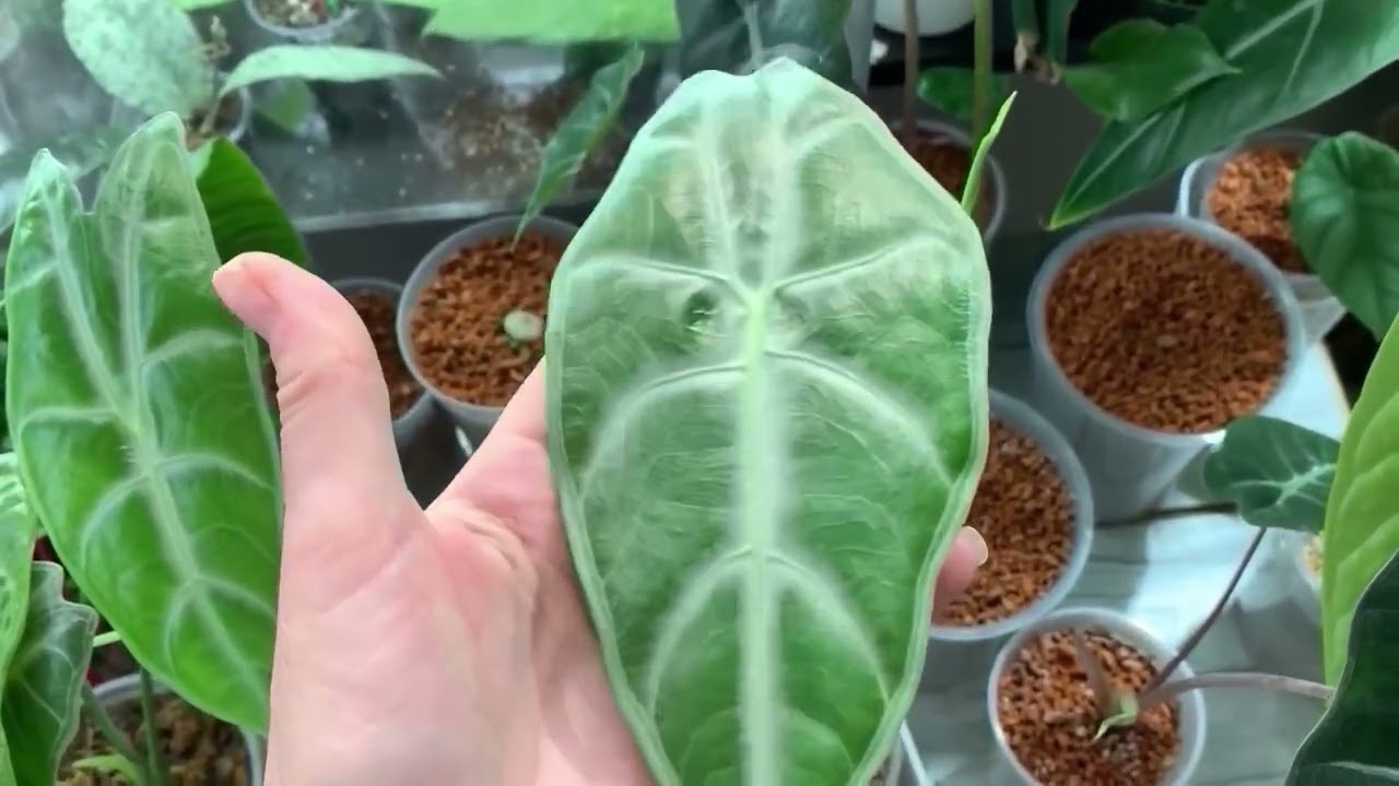 Мои цветы 🌺 и конечно же новинки 🌹😁😩