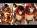 GOLDEN SNUB  NOSED MONKEY | GOLDEN MONKEY