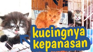 Cek Harga Kucing Persia Di Pasar Kartini Semarang