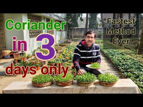 Video: Sowing Coriander