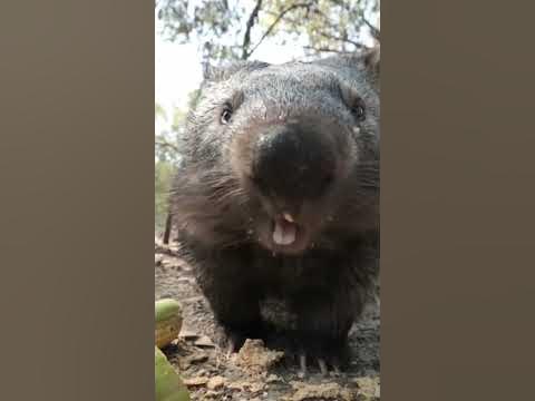 Вомбат: Милое животное из Австралии 😉 #природа #животные #вомбат - YouTube