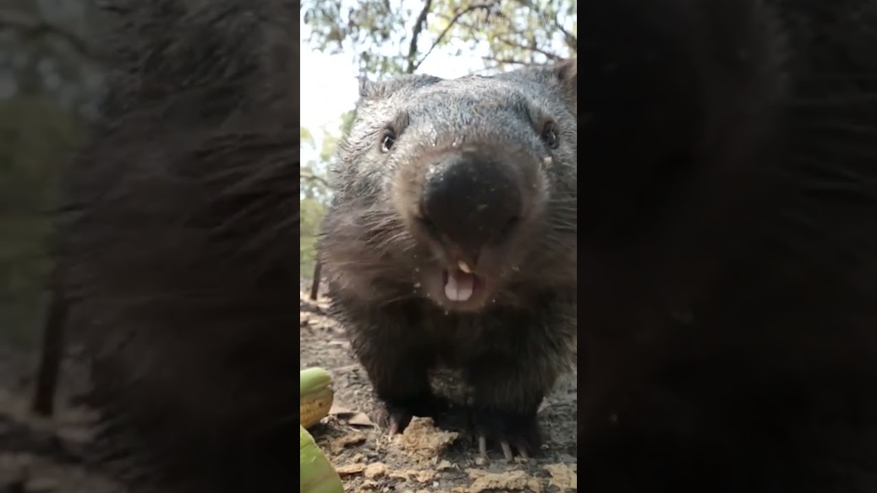 Вомбат: Милое животное из Австралии 😉 #природа #животные #вомбат