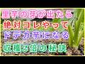 【里芋】芽が出たら今すぐ確認して!収穫量が2倍に変わる「7つの必須作業」と、現代人が忘れた昔ながらの秘密の栽培法