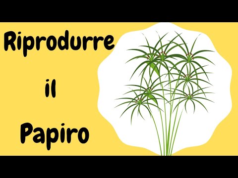 Riprodurre il papiro