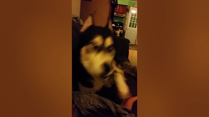 Husky being sassy