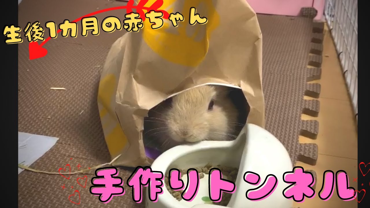 13 手作りトンネル 生後1カ月の赤ちゃんうさぎに手作りトンネルを作ってみました 作業時間は5分 材料は家にあるもので作れます 今すぐ作業開始 Youtube