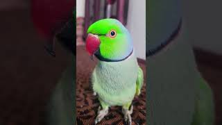 Laddu  #indianringneckparrot #funny #comedy