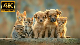 Cute Animals  Collection of Adorable Moments of Baby Animals on Earth With Relaxing Piano Music