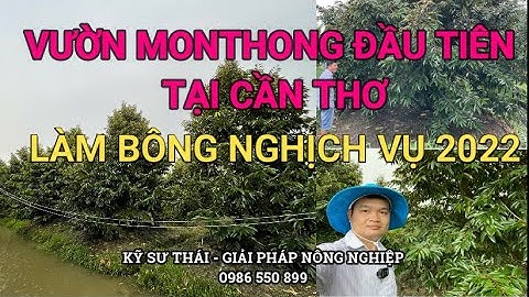 103:Vườn Sầu Riêng Monthong Đầu Tiên Làm Bông Nghịch Ở Cần Thơ Theo Quy Trình Kỹ sư Thái| 0986550899