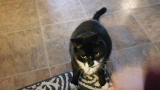 Oreo kitty likes to play fetch by Merri-Lee Stine 690 views 4 years ago 1 minute, 14 seconds