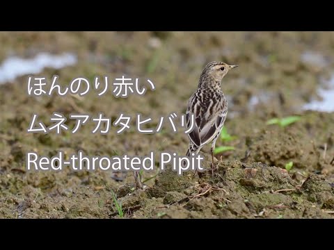 【ほんのり赤い】ムネアカタヒバリ Red-throated Pipit