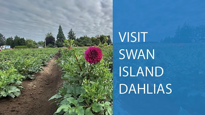 Visit Swan Island Dahlias