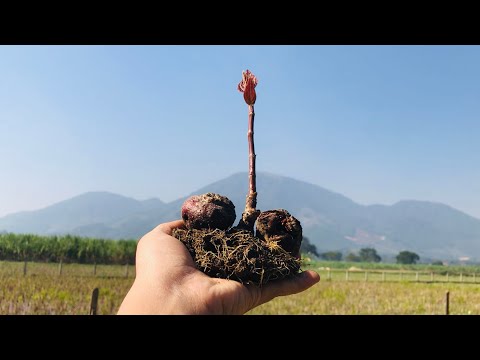 Best way to propagate Wild fig tree from Fig fruit Bud | Why we don’t know it sooner