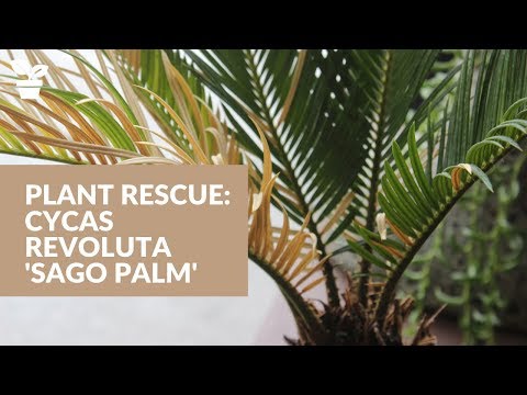 Video: Sago Palm Leaves Drooping - Troubleshooting Wilting Sago Palm Plants