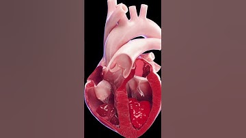 Conceptual animation of the blood flow in the heart   #3d #animation #heart
