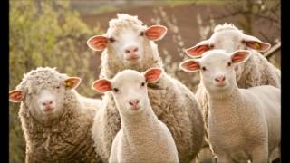 Sheep Sounds | Ringtones foe Android | Animal Ringtones