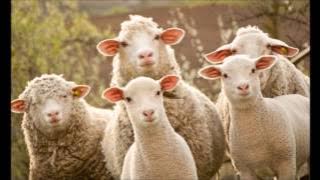 Sheep Sounds | Ringtones foe Android | Animal Ringtones