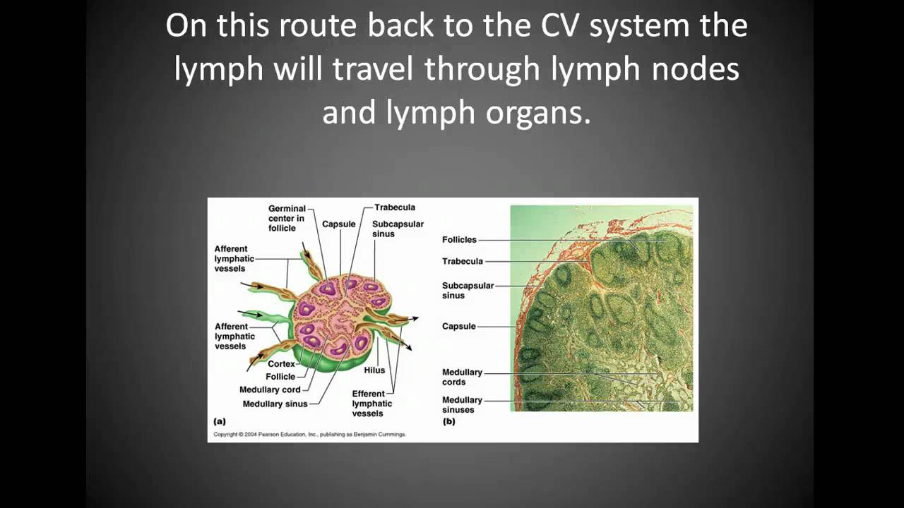 Lymph System Part I - YouTube