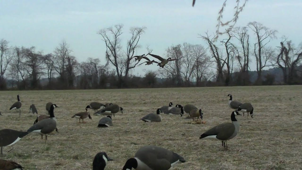 Eastern Shore Goose Hunting 3 come in, 0 leave. YouTube