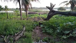 Plantação de Abóbora no quintal do meu pai