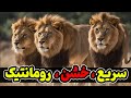 شیر های آفریقا خاص ترین شیرهای آفریقا 
