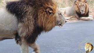 Three Huge Lions Roaring | Calling Their Brother Casper The White Lion