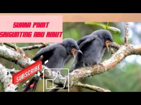 Suara pikat srigunting ribut