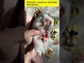 Hamster Cheeks | Nature’s Cutest Storage Hack