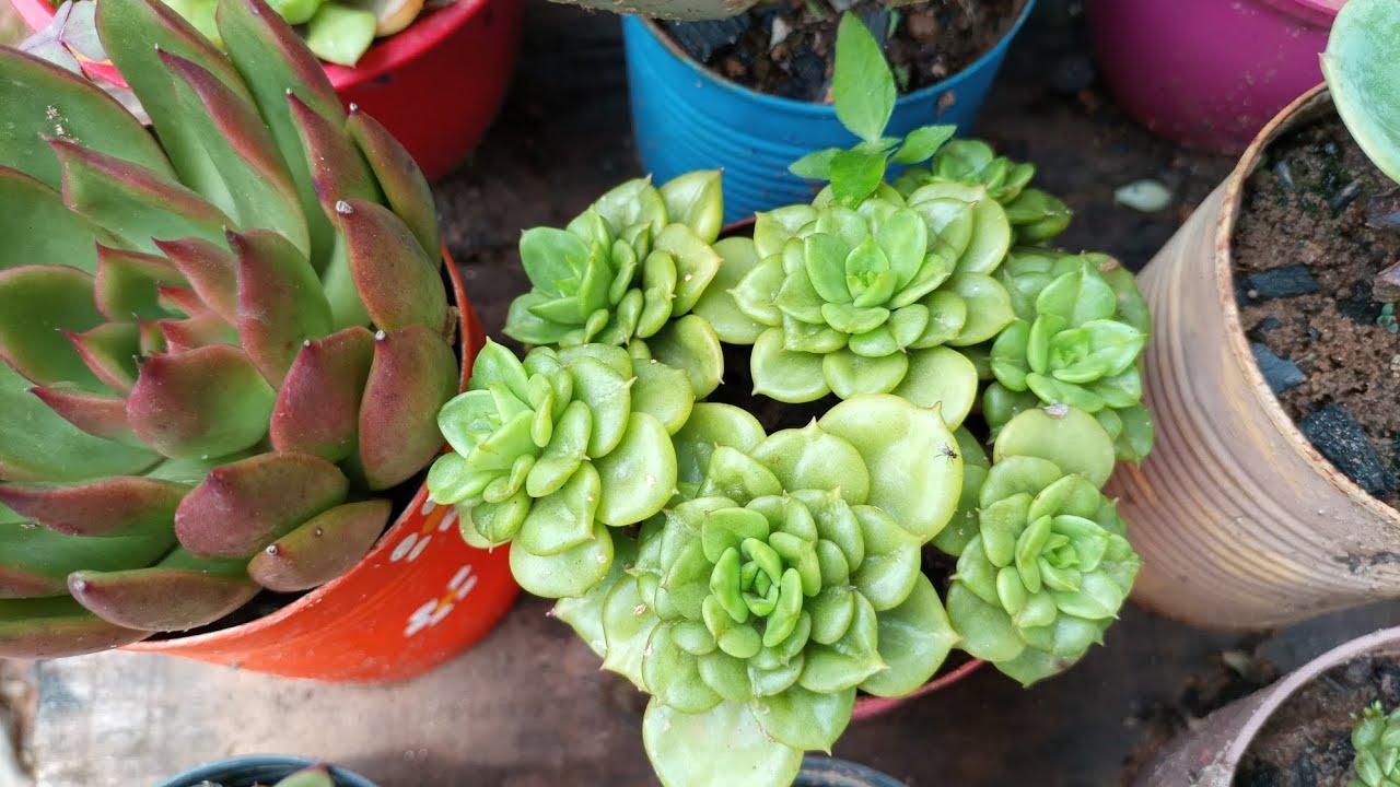 SUCULENTAS que não consigo cultivar no tempo na época de CHUVA. 🌧️💚