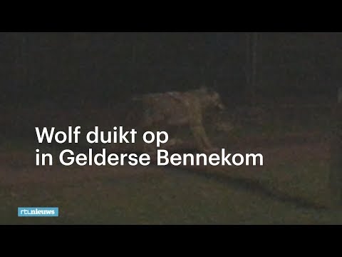 Video: De Snoek Is De Wolf Van Onze Reservoirs. Kenmerken En Gewoonten