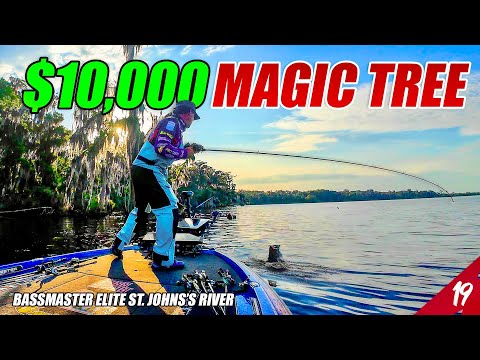 I Caught $10,000 of BASS off This TREE - Bassmaster Elite St. John's River (Tournament) - UFB S4 E19