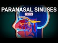 A Decent Tour of Sinus Innervation and Blood Supply