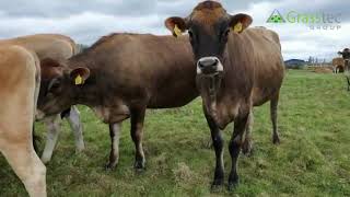 25 Jersey Autumn In Calf Heifers - UK