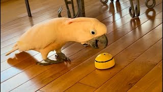 A Bunch Of Clips From A Typical Day With Barney