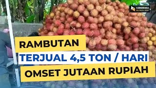 🔴 Inspiratif ‼️Jual Rambutan Omset Jutaan I Kamandaka Tv