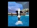 The love of my Orca Witnessing life: Corky.