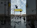 Выбери город в Саудии