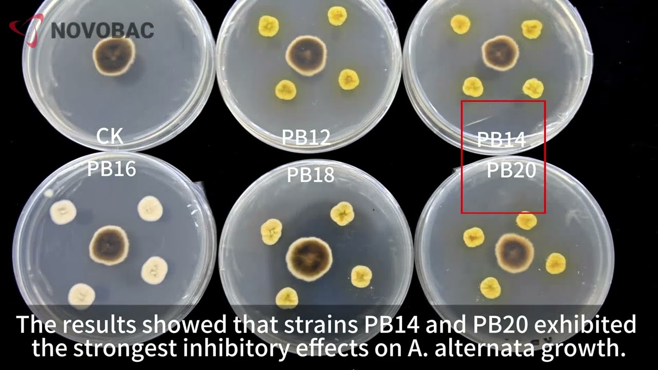 Penicillium bilaiae Antagonistic Activity Against Alternaria alternata｜Alternaria Leaf Spot Control