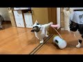 遊び相手を無茶苦茶にする猫