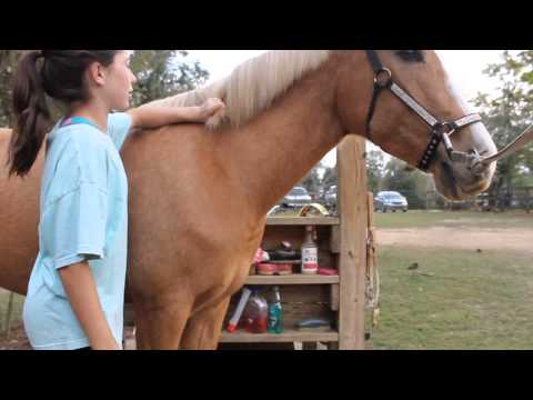 How I Groom My Horse :)