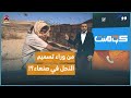 صدمة في صنعاء بعد تسميم 240 خلية نحل فجأة كومنت 