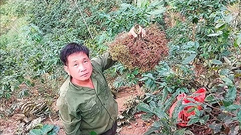 Thu Hoạch Quả Mắc Khén Và Cách Nhận Biết Loại Quả Mắc Khén Ngon Nhất Tây Bắc - Đồng Bào Miền Núi